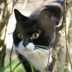 Blanding af racer Minnie