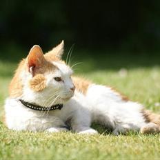 Blanding af racer Smut