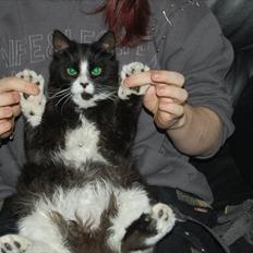 Blanding af racer Bruce