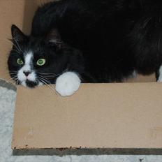 Blanding af racer Bruce