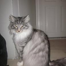 Norsk Skovkat Dk Bryntys Hector