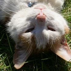 Blanding af racer Smut