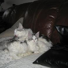 Maine Coon UniqueCoon`s Santa Rose