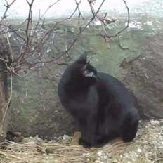 Blanding af racer Lille Fis