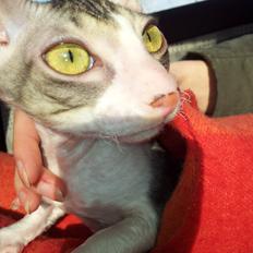 Cornish Rex Yeoman Quinn Quater