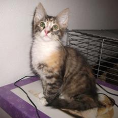 Blanding af racer Bellatrix