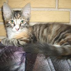 Blanding af racer Bellatrix