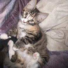 Blanding af racer Bellatrix