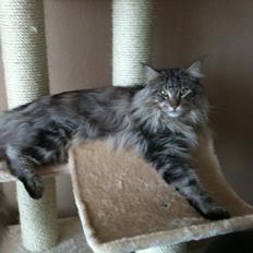 Maine Coon Baba Looey  (Louie)