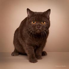 British Shorthair DK Northern Feline's Cardemomme