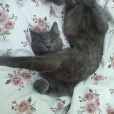 Blanding af racer Mew