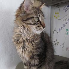 Maine Coon Aslan Avalon