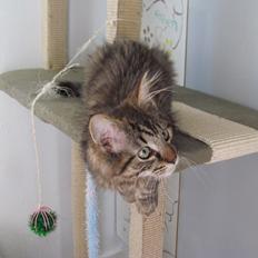 Maine Coon Aslan Avalon