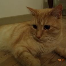 Blanding af racer Silas