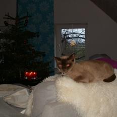 Burmeser Nadikat`s Alfie