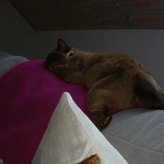 Burmeser Nadikat`s Alfie