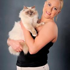 Hellig Birma Kassandra Von Gott (Himmelkat)