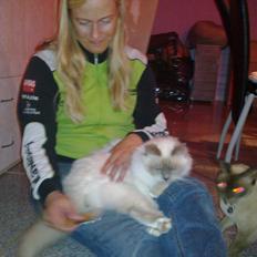 Hellig Birma Kassandra Von Gott (Himmelkat)