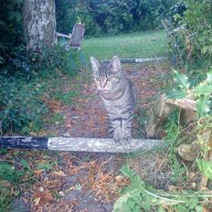 Blanding af racer Kia