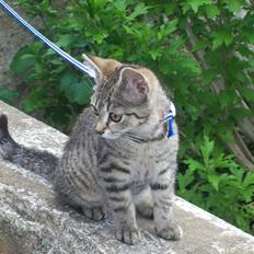 Blanding af racer Kia