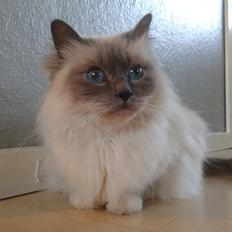 Hellig Birma Nala (Shengo Sugar Baby)