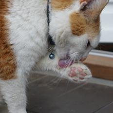 Blanding af racer Smut