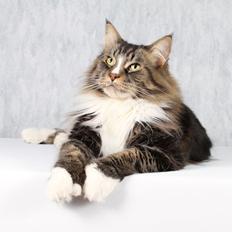 Maine Coon Gismo PP