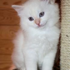 Sibirisk Kat Pina the Fabulos