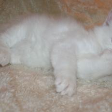 Sibirisk Kat Pina the Fabulos