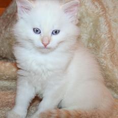 Sibirisk Kat Pina the Fabulos