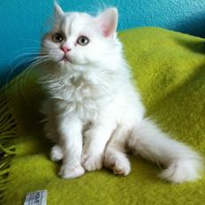 Blanding af racer Amina