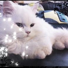 Blanding af racer Amina