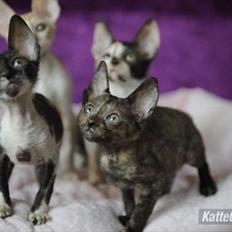 Cornish Rex Alfred