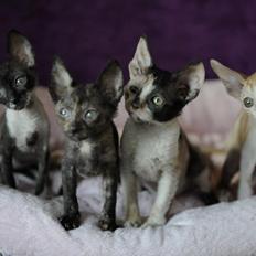 Cornish Rex Alfred