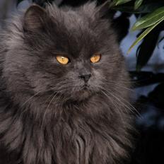 Blanding af racer Blåbær