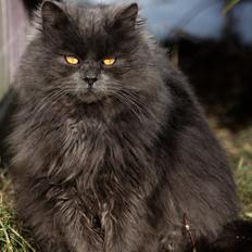 Blanding af racer Blåbær