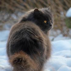 Blanding af racer Blåbær