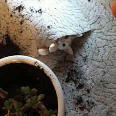 Blanding af racer Balou