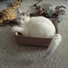 Blanding af racer Balou