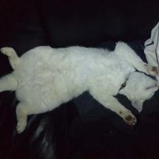 Blanding af racer Balou