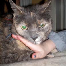 Huskat Rottekat Frida (himmelmis)