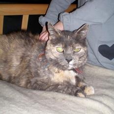 Huskat Rottekat Frida (himmelmis)