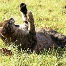 Blanding af racer Tykke