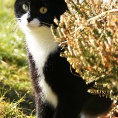 Blanding af racer Minnie