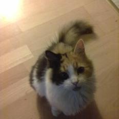 Blanding af racer Silke