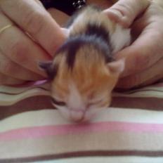 Blanding af racer Silke