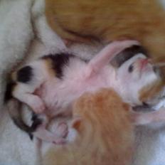 Blanding af racer Silke