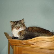 Maine Coon Tullemus
