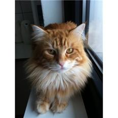 Maine Coon Basse