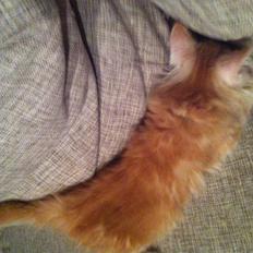 Maine Coon Oskar RIP :'(